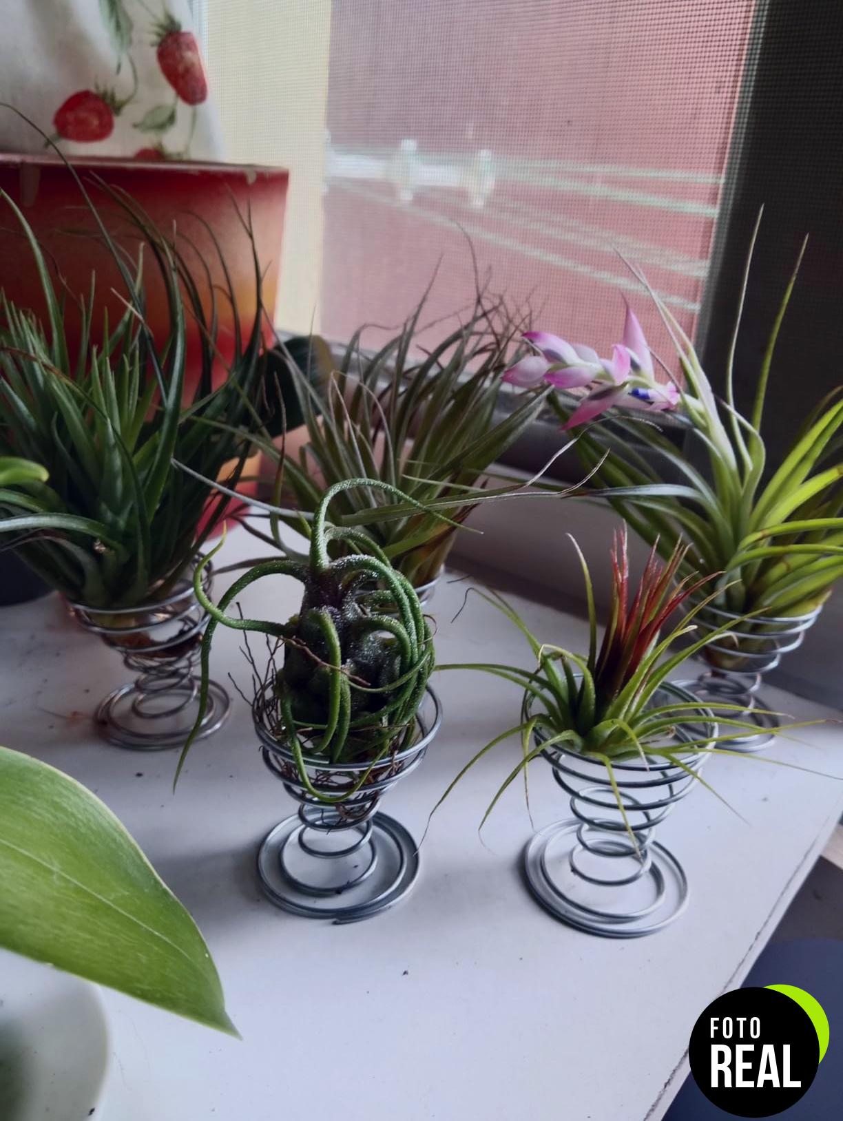 10x-tillandsia-mix-plantas-de-aire-l-foto-1