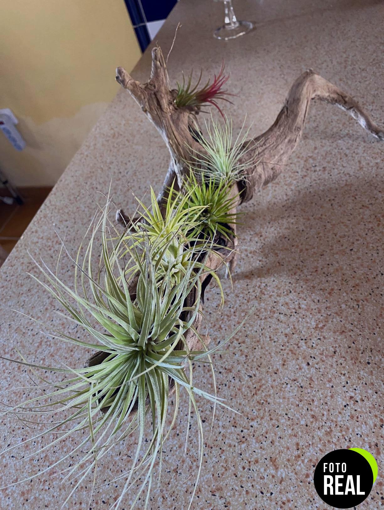 10x-tillandsia-mix-plantas-de-aire-l-foto-2