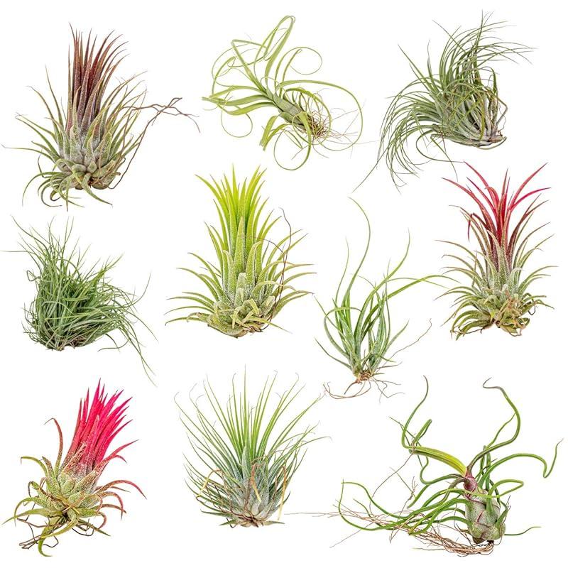 10x Tillandsia Mix