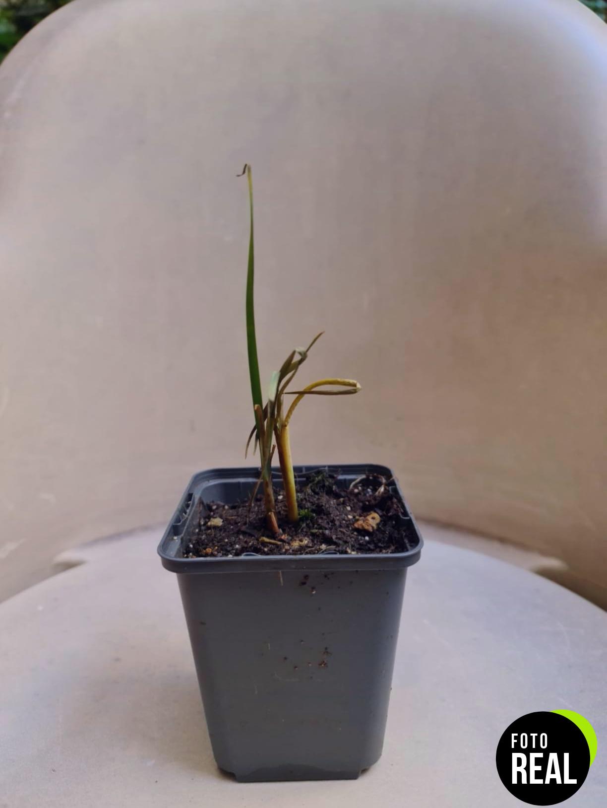 3x-typha-latifolia-espadanan-planta-estanque-9cm-l-foto-1