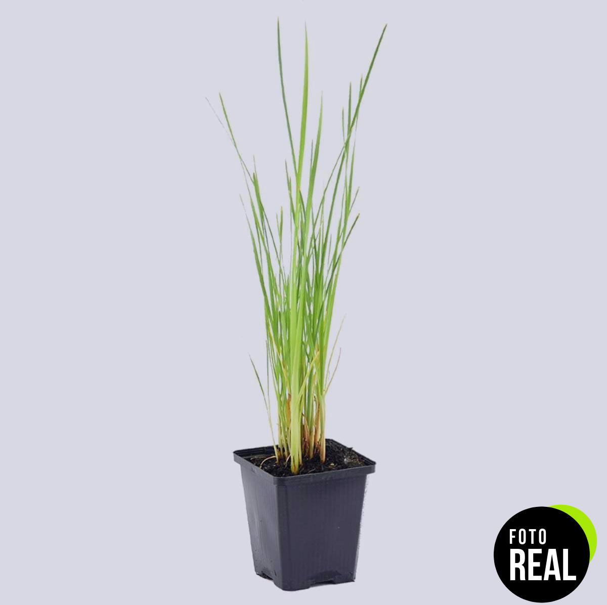 3x-typha-latifolia-espadanan-planta-estanque-9cm-l-foto-2
