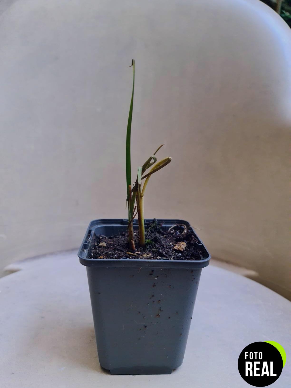 3x-typha-latifolia-espadanan-planta-estanque-9cm-l-foto-3