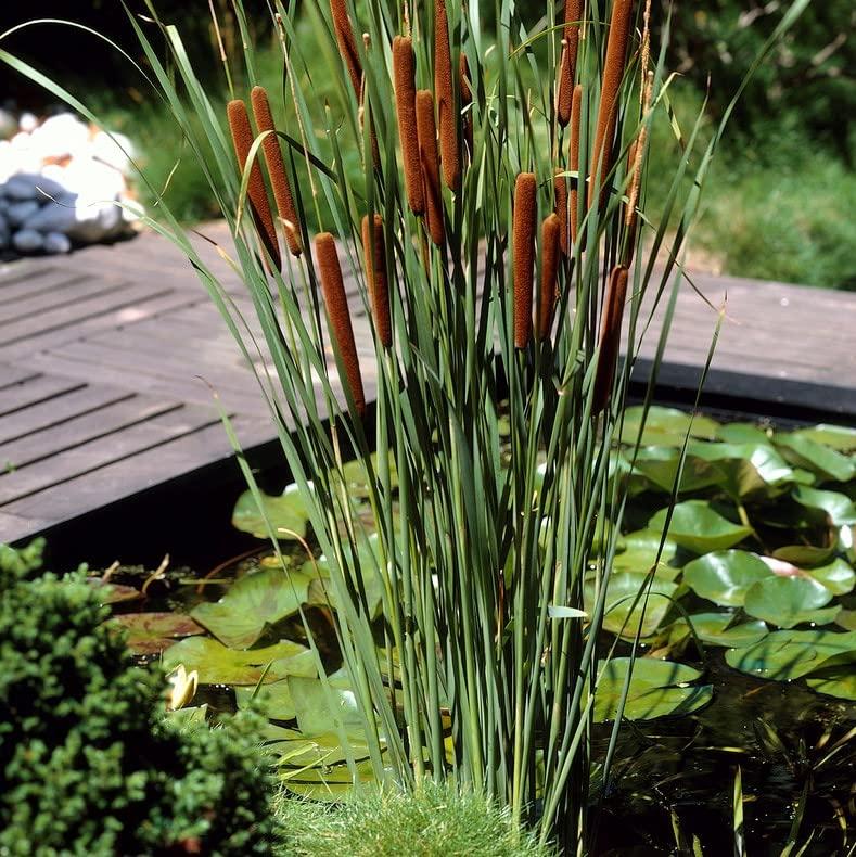 3x Typha latifolia - Espadaña