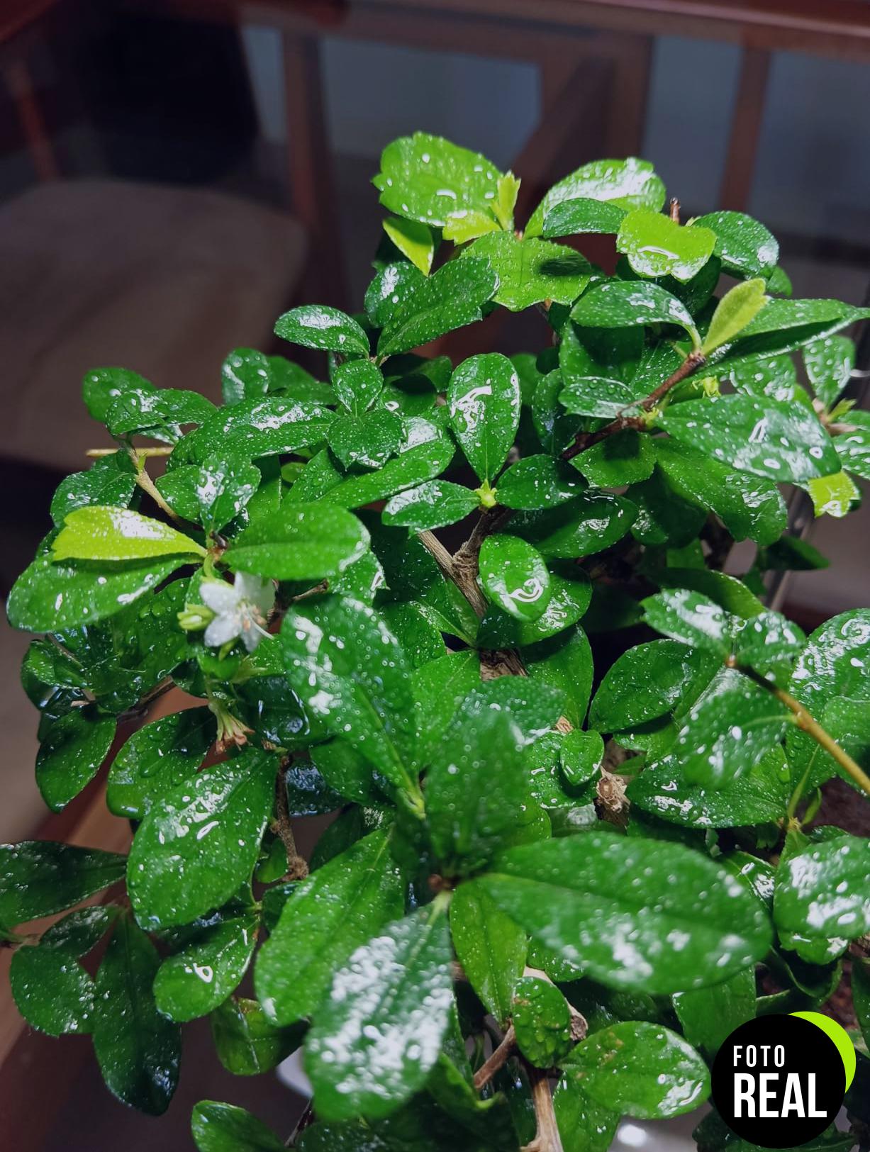 ainiv-lampara-plantas-crecimiento-2pcs-48-led-foto-1