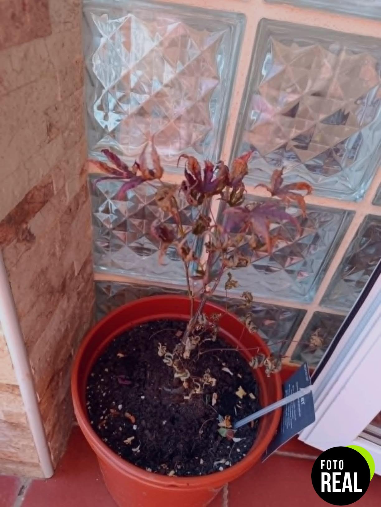 arce-japones-atropurpureum-plantas-moradas-l-foto-2