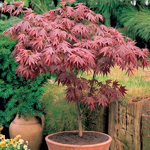 Mi opinión sobre el Árbol de Arce Japonés Morado en Maceta