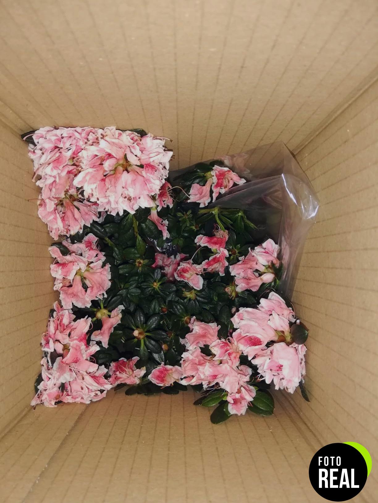 azalea-arbusto-exterior-natural-foto-2