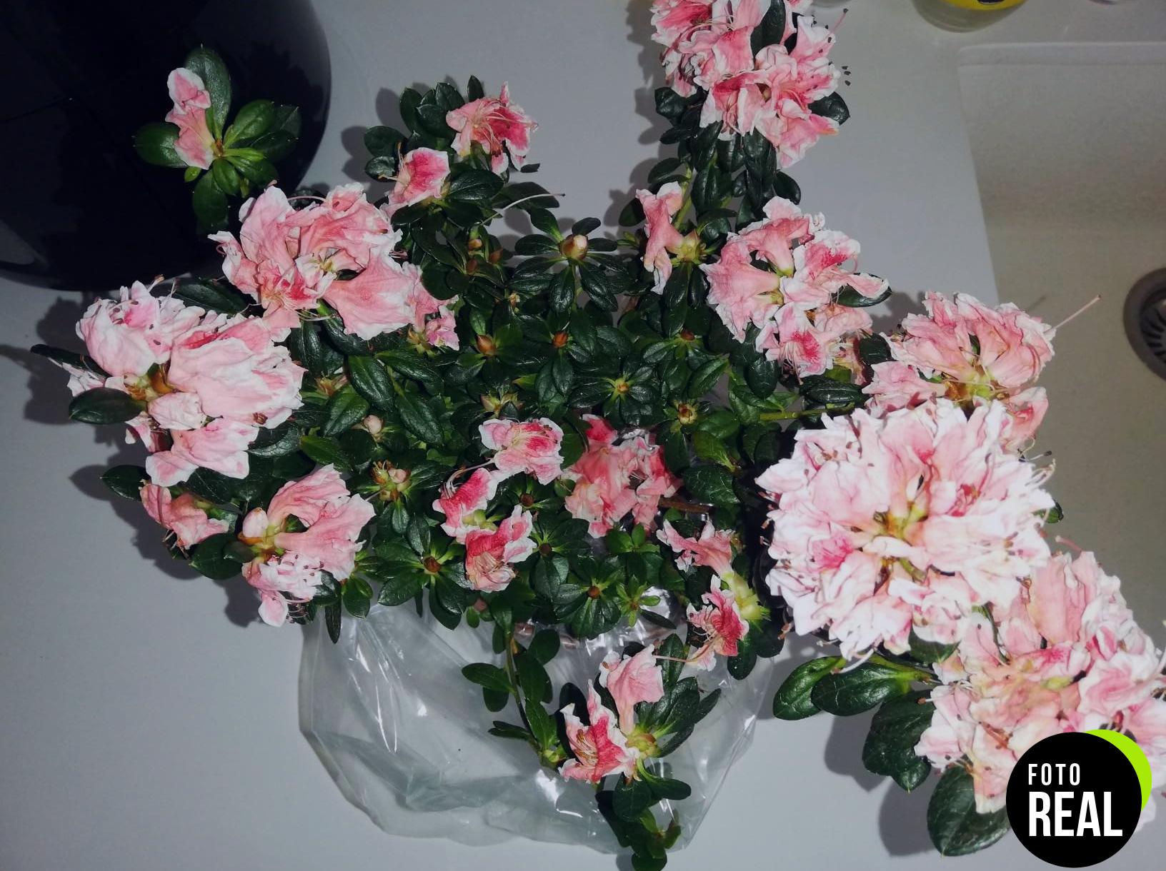 azalea-arbusto-exterior-natural-foto-3