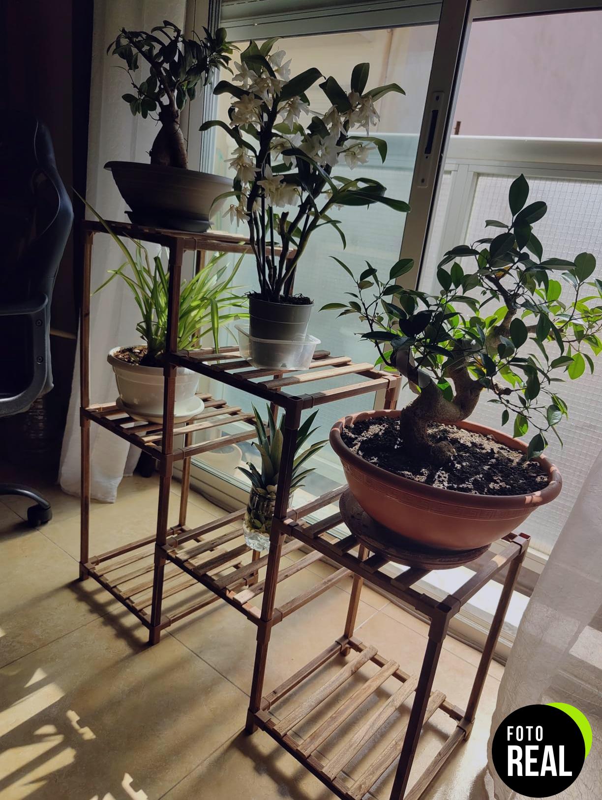 bamworld-soporte-plantas-escalonado-madera-foto-2