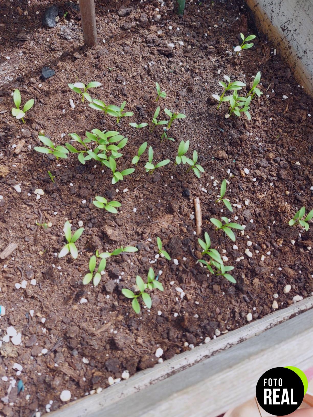 batlle-cilantro-semillas-aromaticas-foto-1