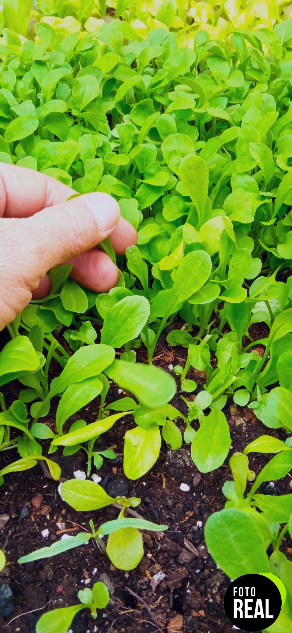 batlle-cilantro-semillas-aromaticas-foto-2