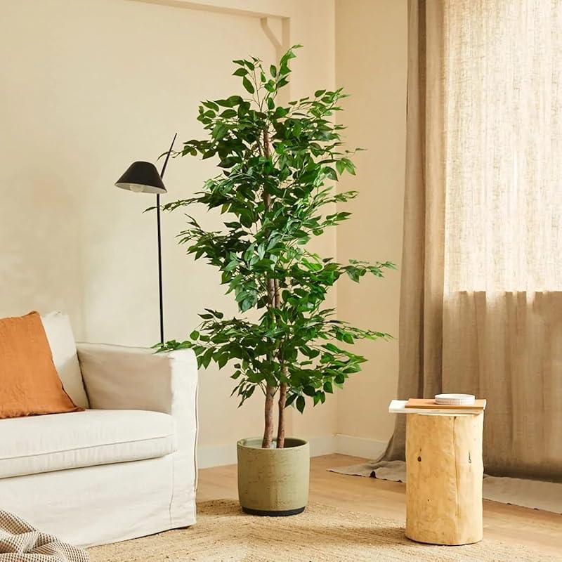 Mi opinión sobre las plantas ficus BLAINE: ¿valen la pena?