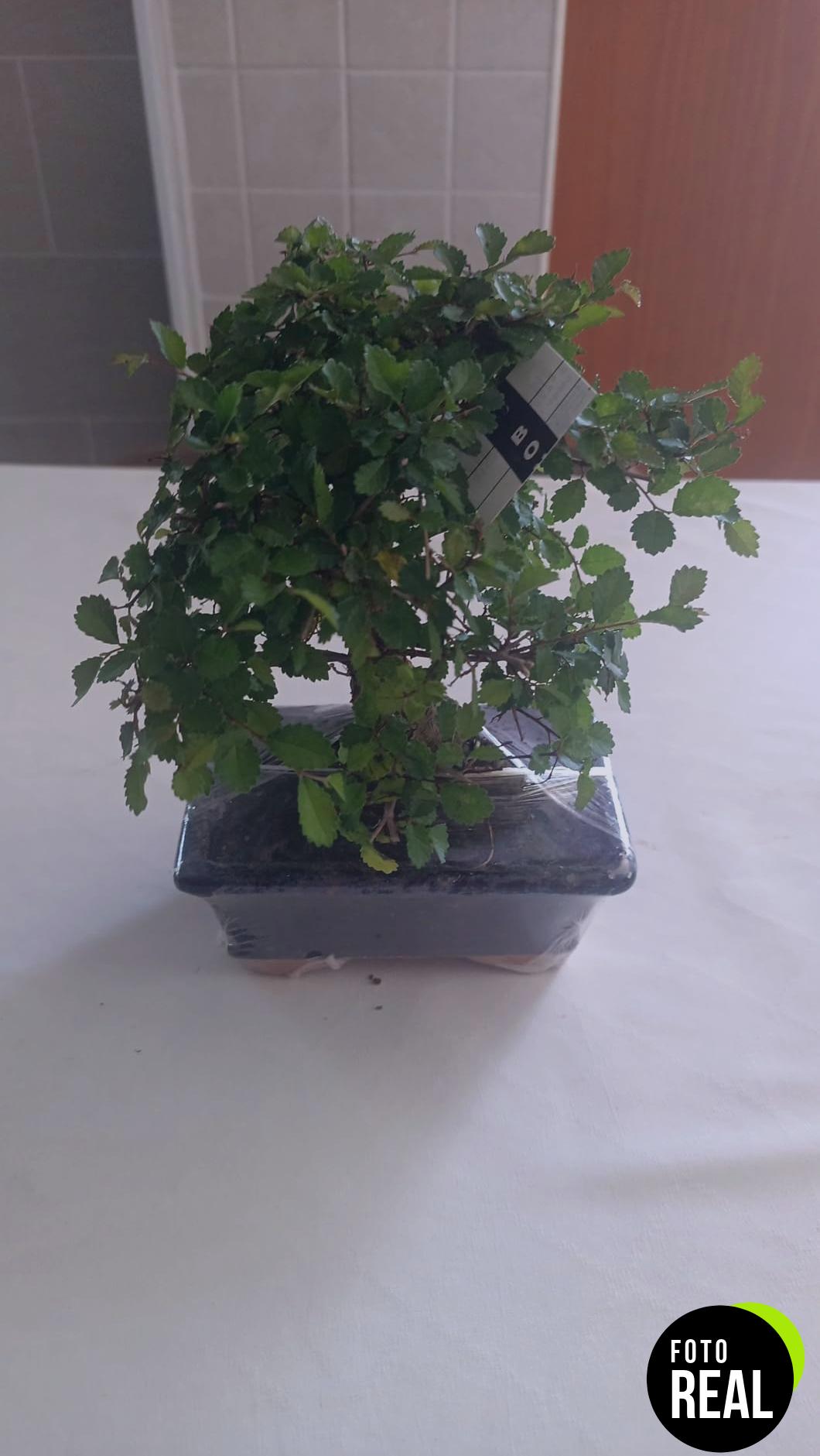 bonsai-ficus-retusa-5-anos-l-foto-1
