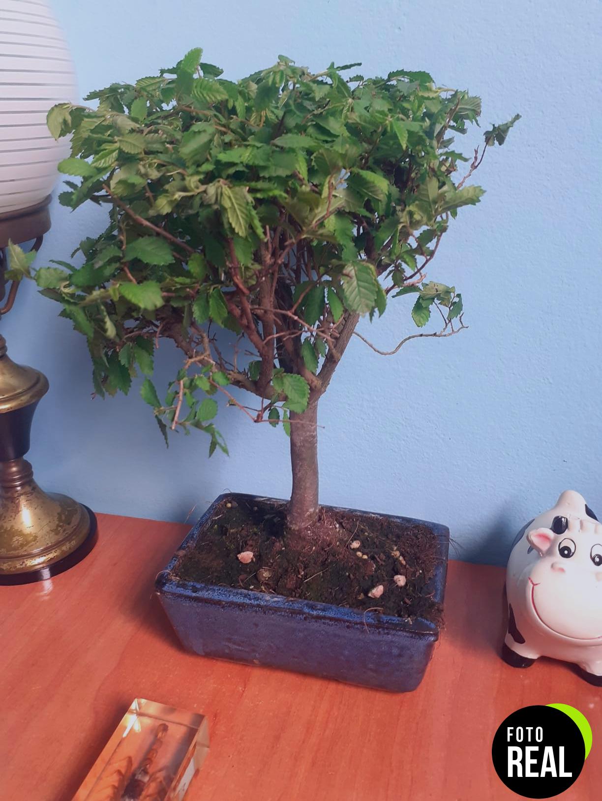 bonsai-ficus-retusa-5-anos-l-foto-2