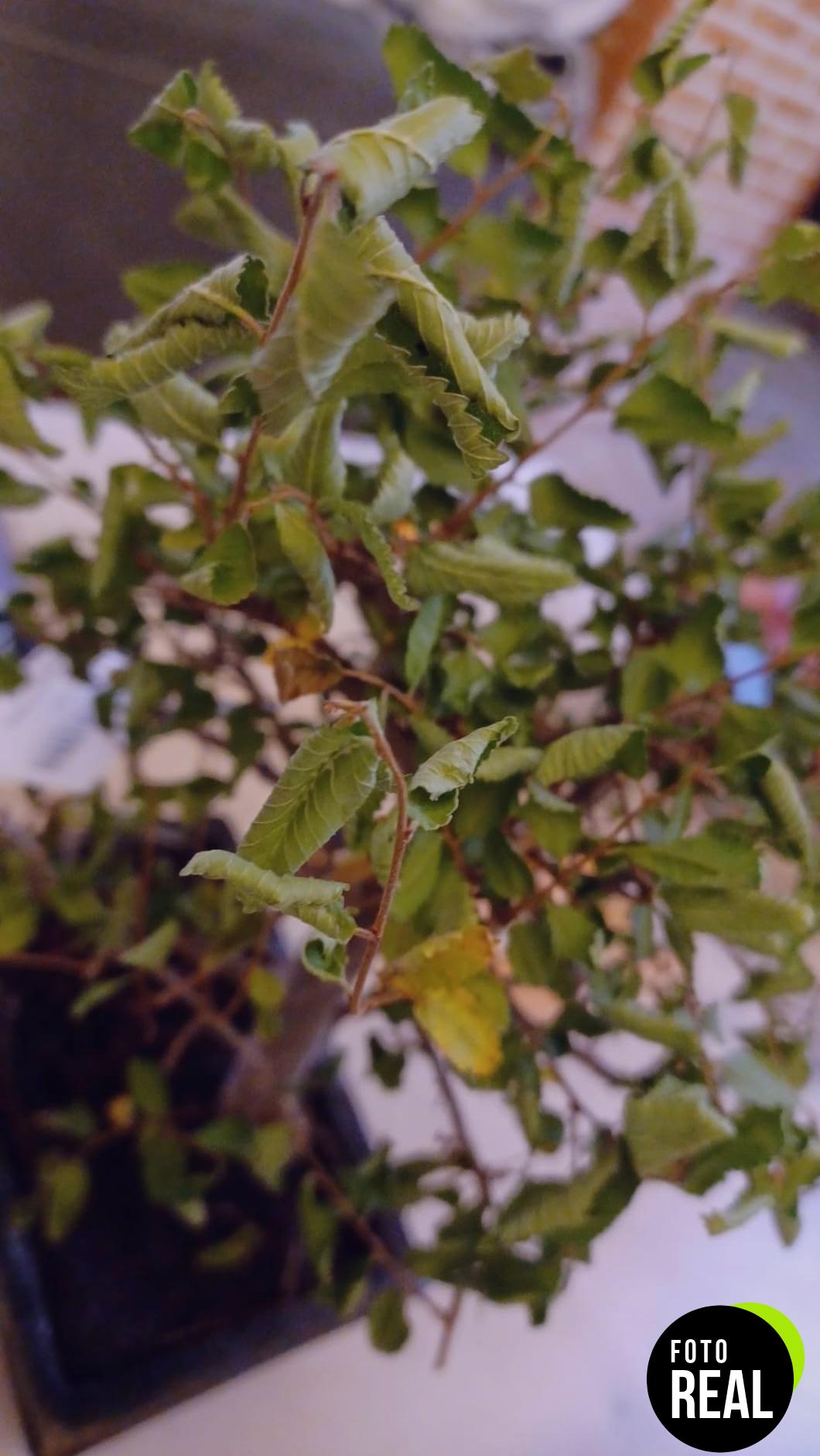 bonsai-ficus-retusa-5-anos-l-foto-3