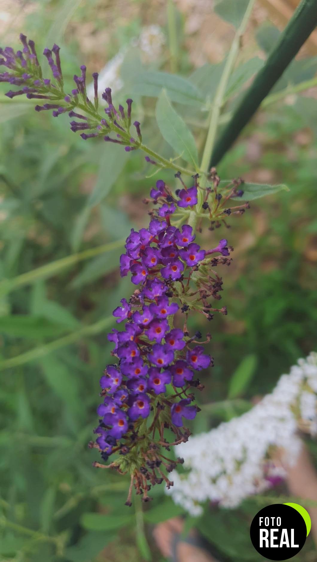 buddleia-tricolor-plantas-exterior-resistentes-l-foto-1