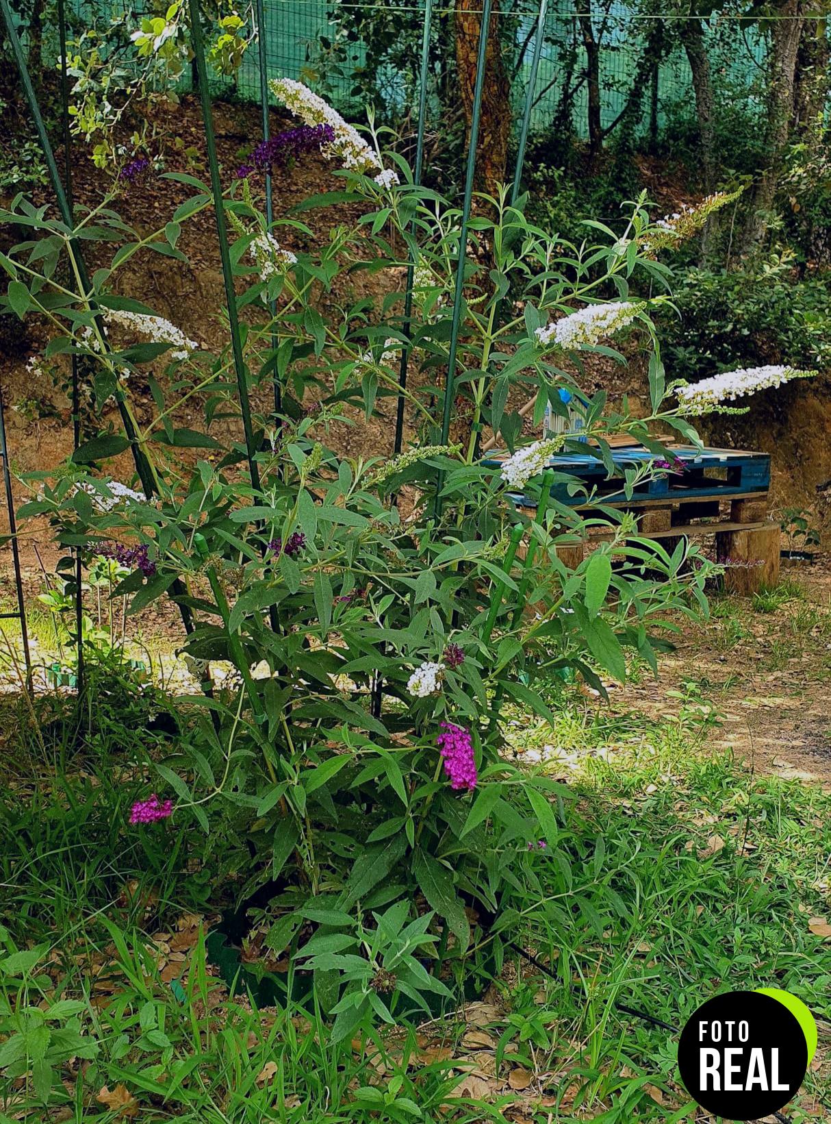 buddleia-tricolor-plantas-exterior-resistentes-l-foto-2
