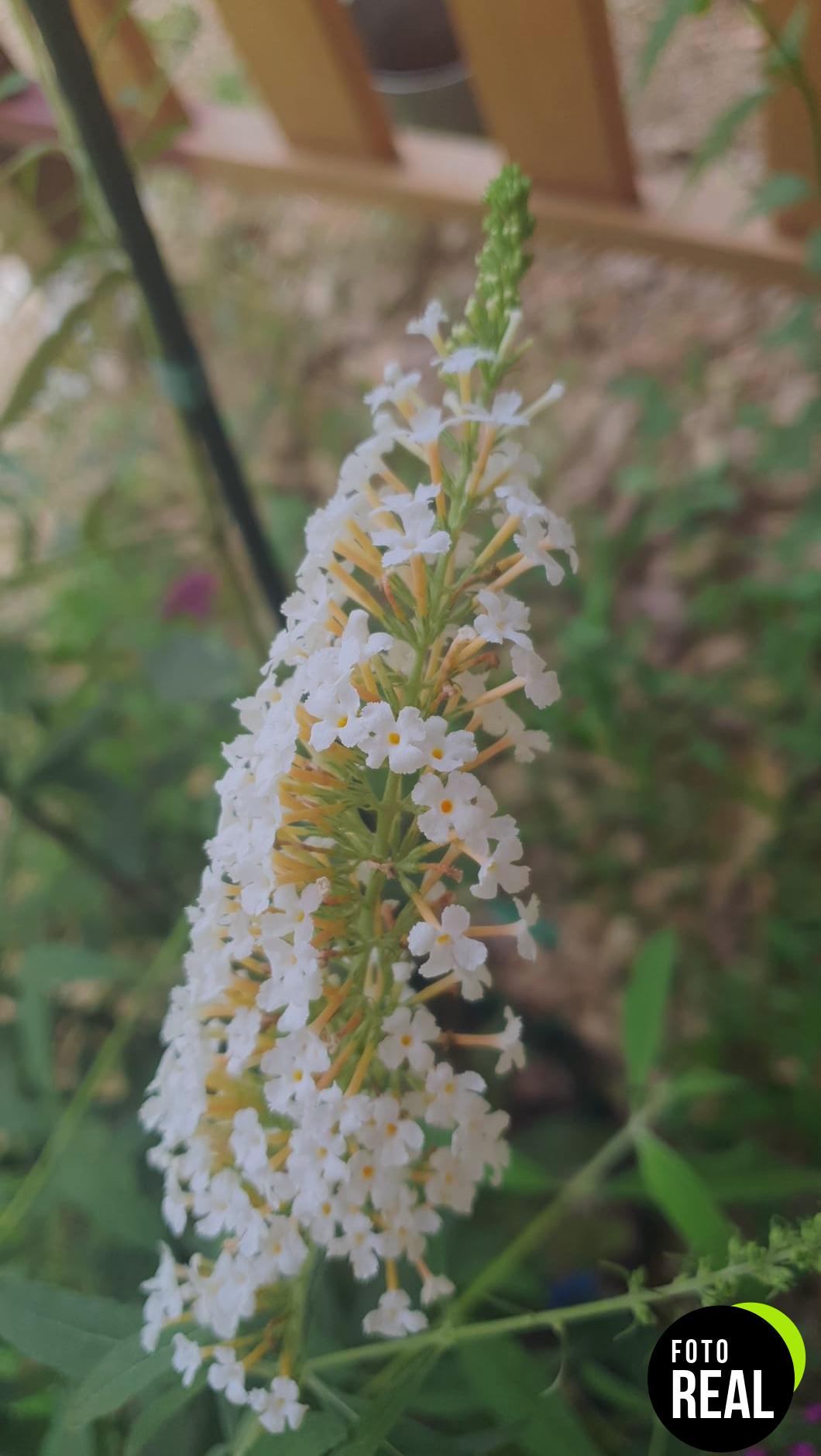 buddleia-tricolor-plantas-exterior-resistentes-l-foto-3