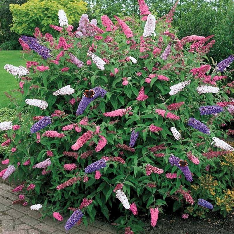 Mi opinión sobre la Buddleia Tricolor: ideal para jardines resistentes.