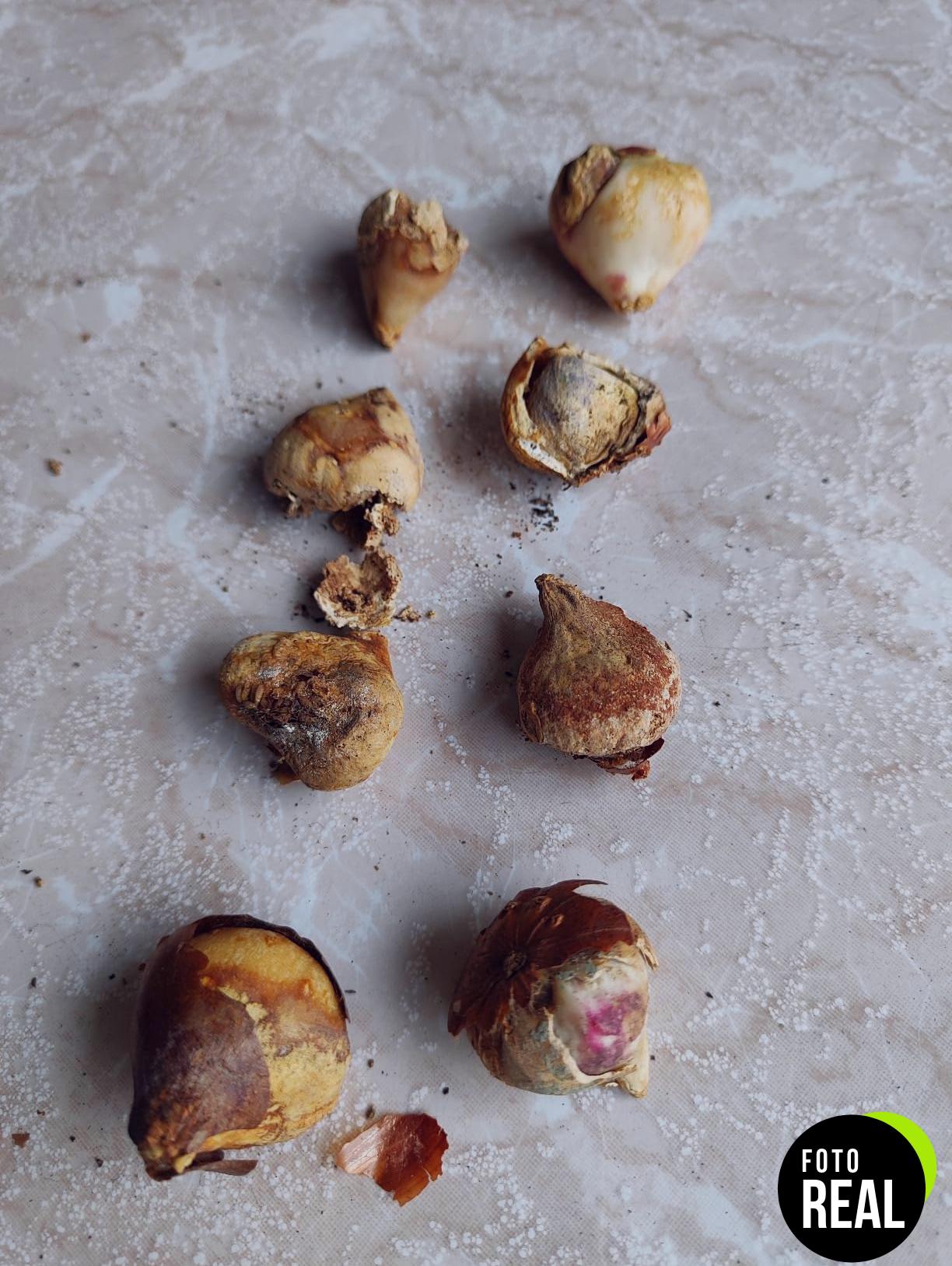 bulbo-tulipan-mix-verdecora-20u-foto-1