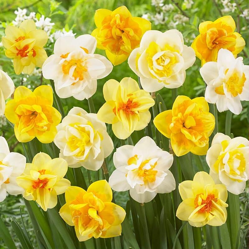 Mi opinión sobre la colección de bulbos de narcisos de Holanda.