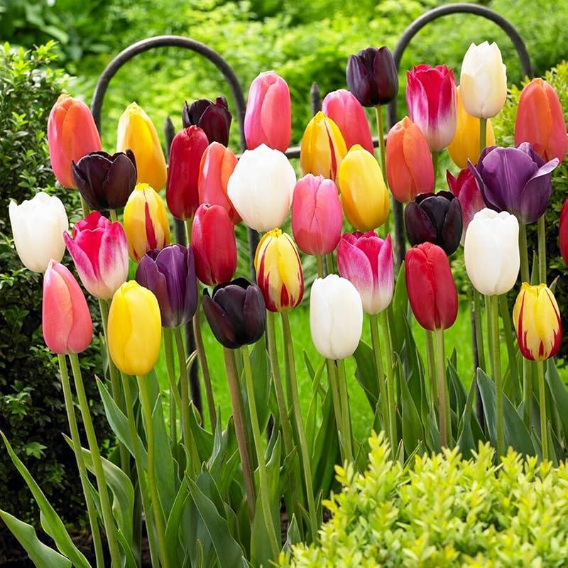 Mi opinión sobre los bulbos de tulipanes Riesen Darwin: ¡ideal para primavera!