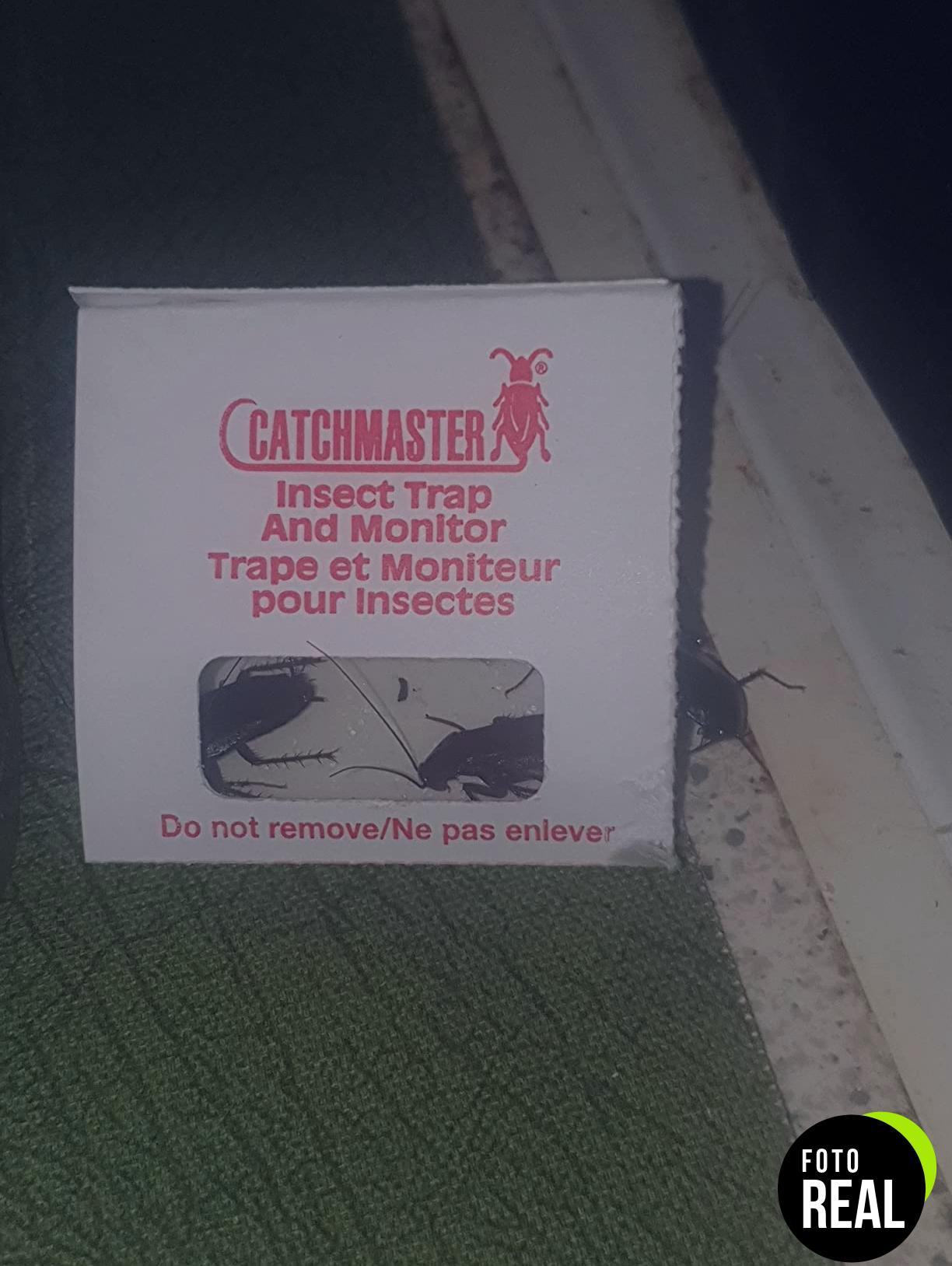 catchmaster-trampas-cucarachas-30-piezas-foto-2