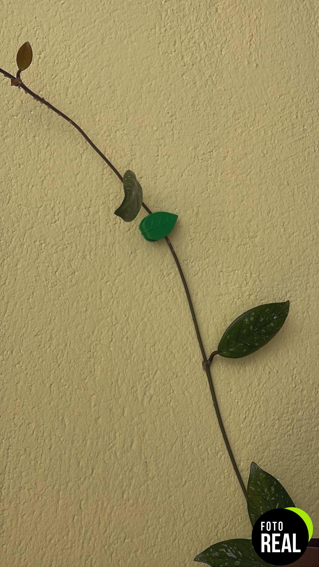 clip-fijacion-plantas-60-piezas-foto-1