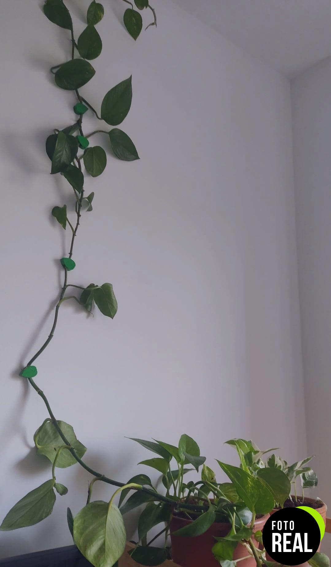 clip-fijacion-plantas-60-piezas-foto-2