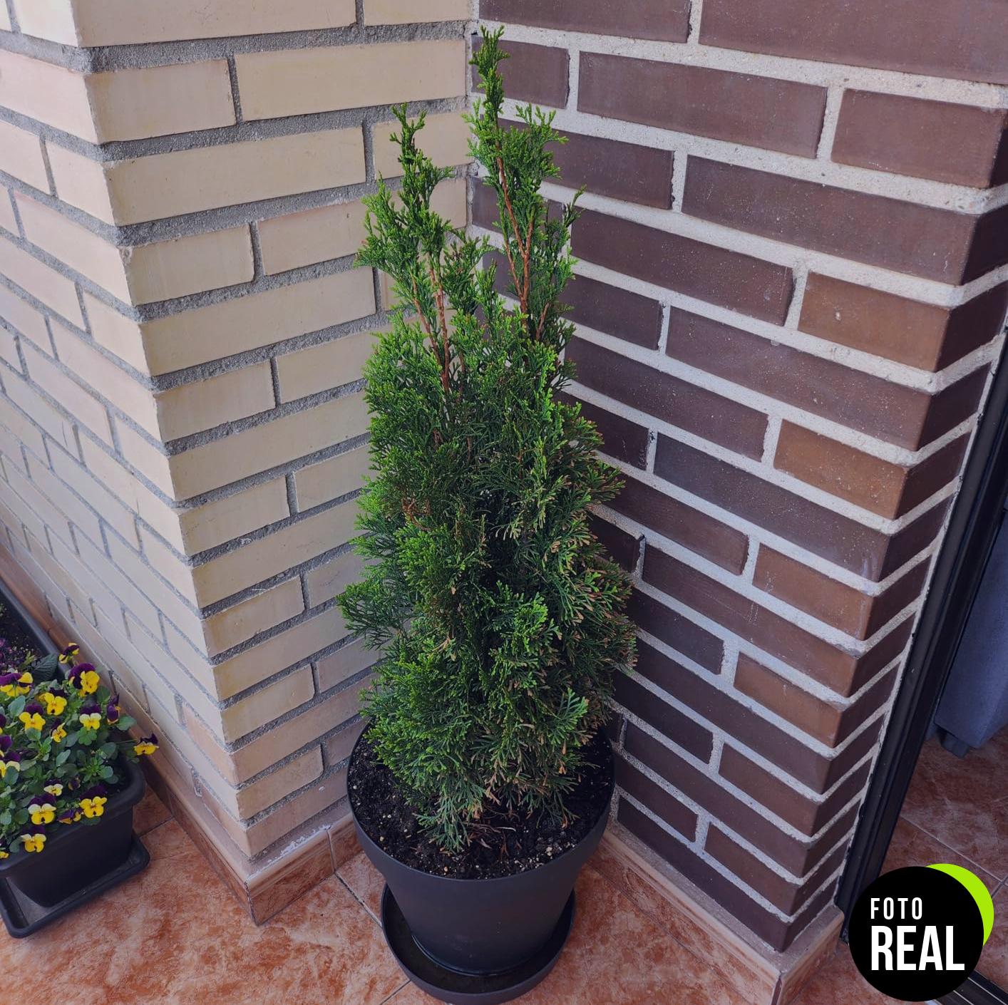 compo-antiamarronamiento-coniferas-1kg-foto-1