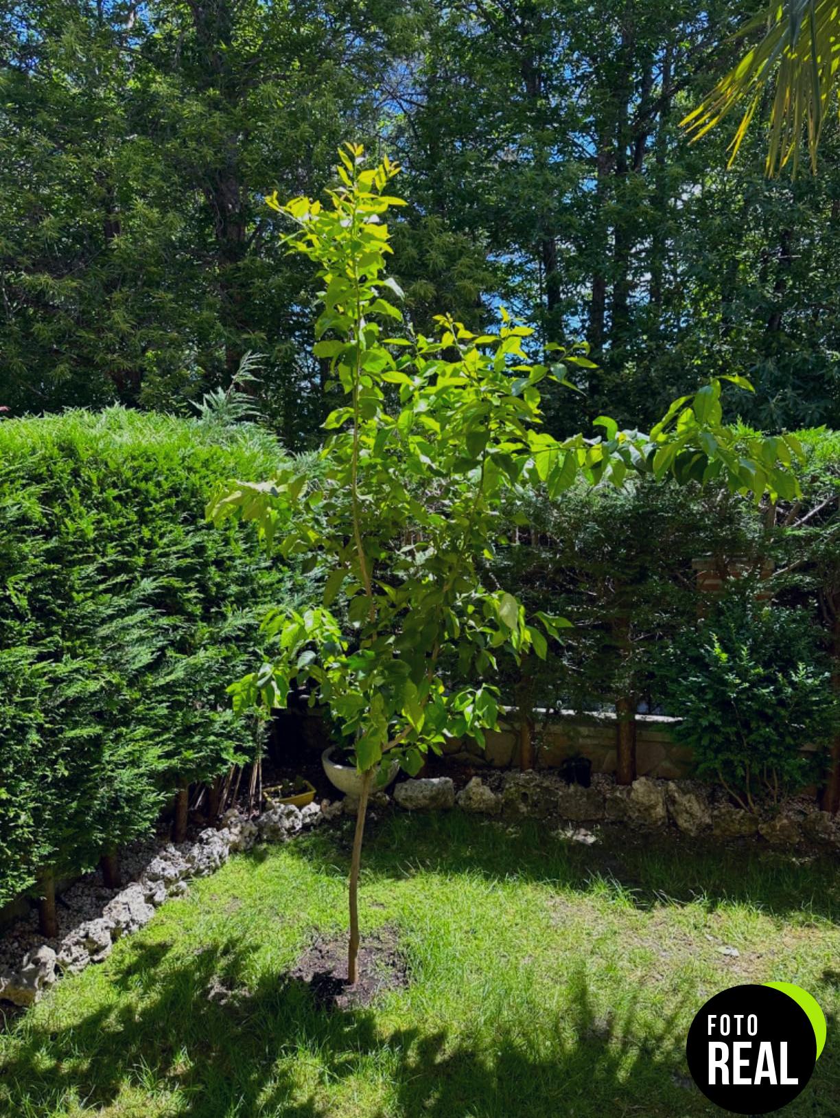 compo-antiamarronamiento-coniferas-1kg-foto-2