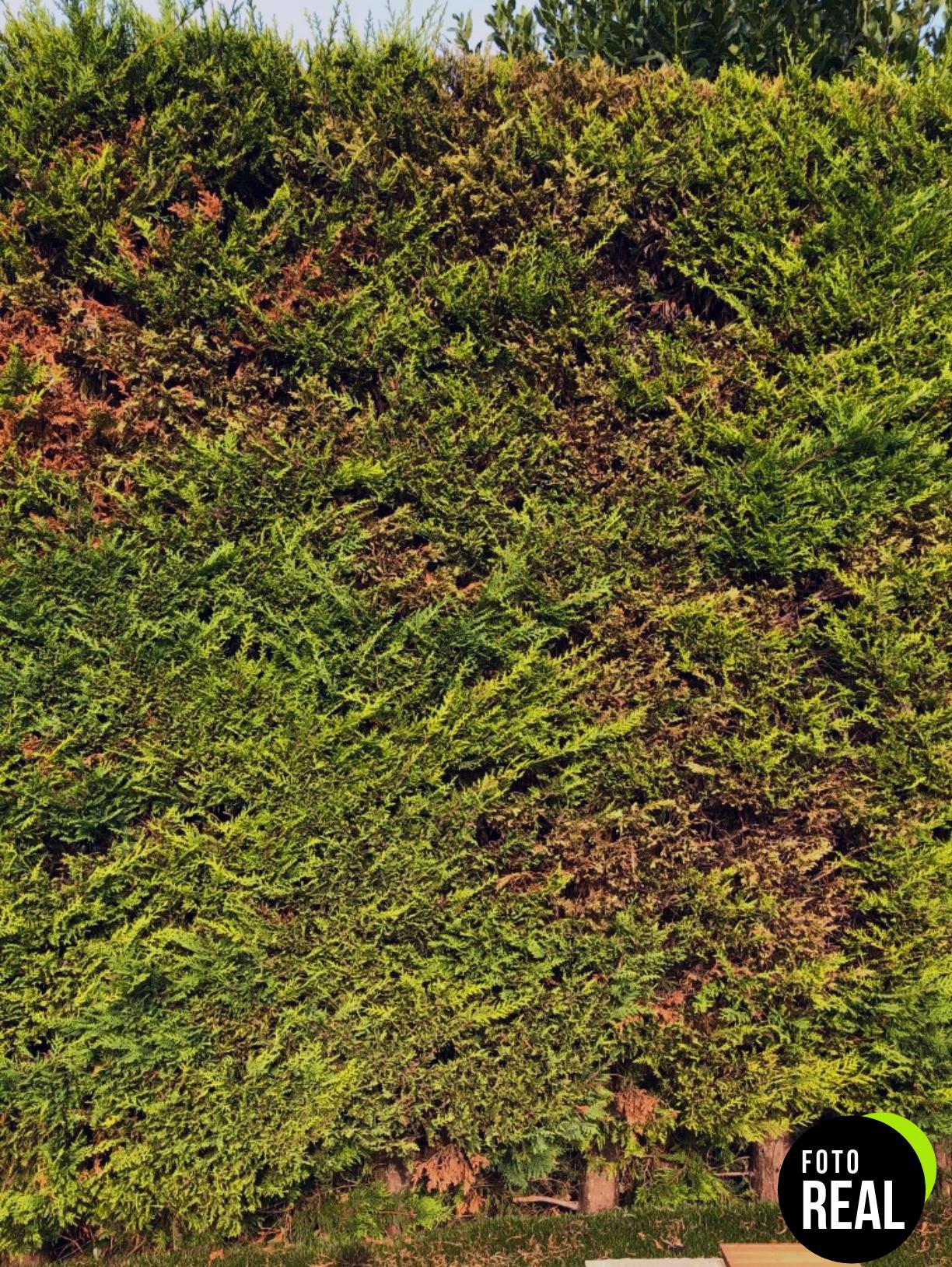compo-antiamarronamiento-coniferas-1kg-foto-3