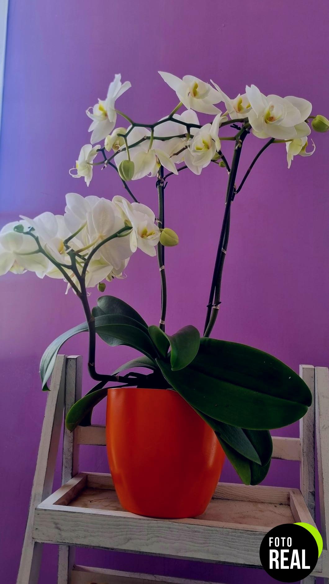 compo-orquideas-revitalizante-250ml-foto-1