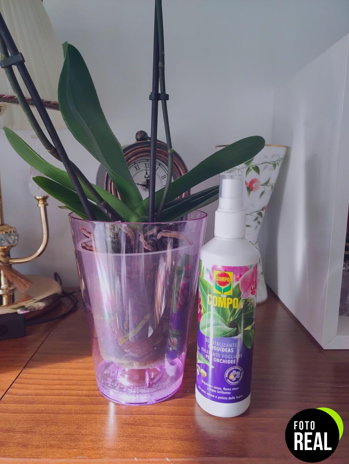 compo-orquideas-revitalizante-250ml-foto-2