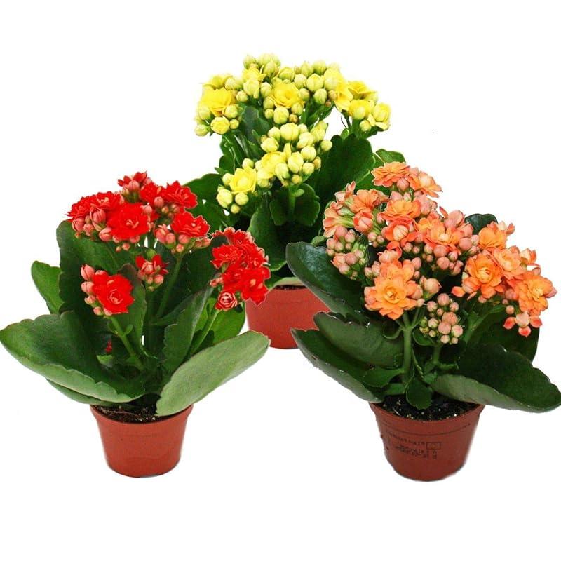 Mi opinión sobre el Mini Kalanchoe «Rosalina» de Exotenherz.