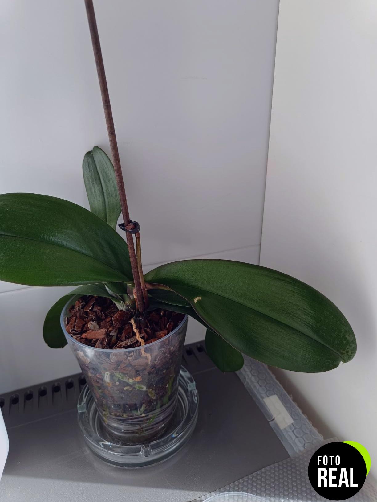 flower-abono-orquideas-300ml-foto-1