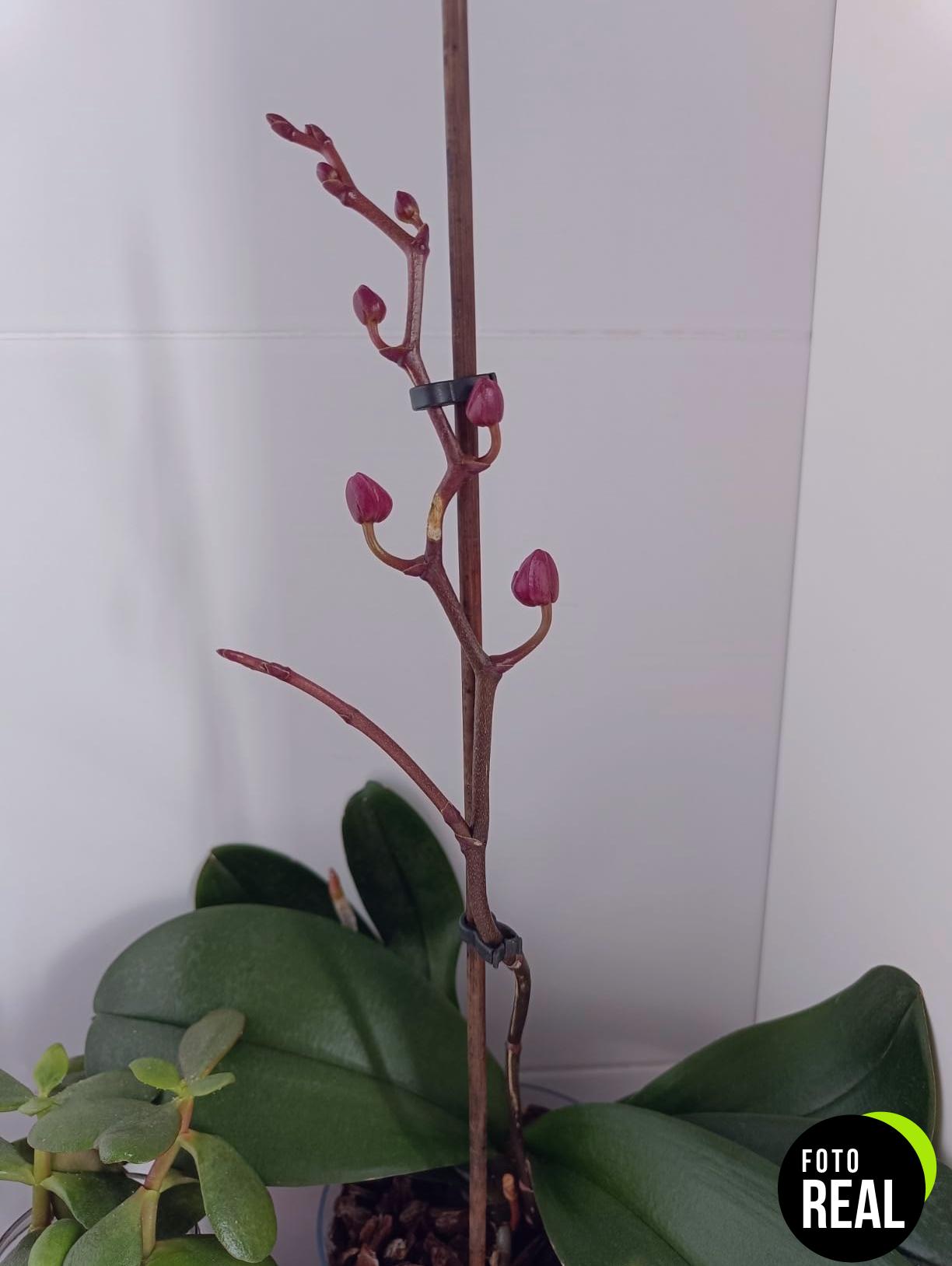 flower-abono-orquideas-300ml-foto-2