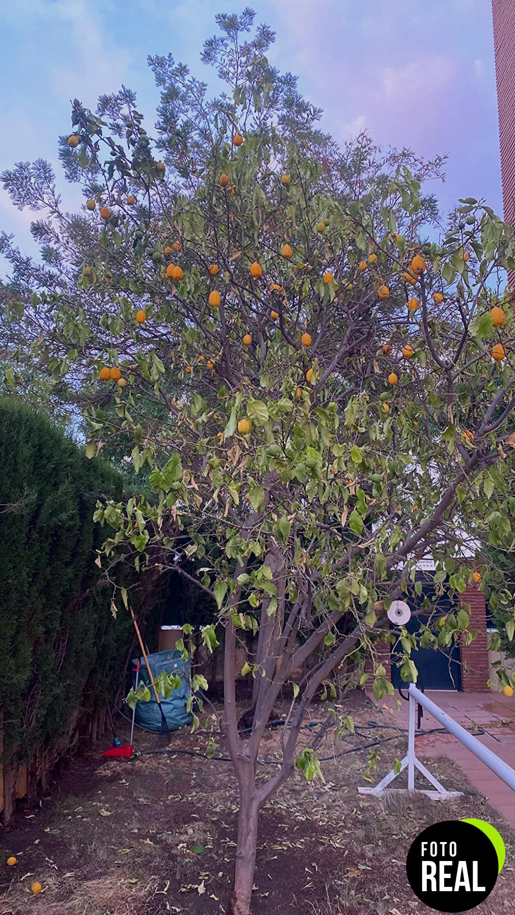 flower-fertilizante-citricos-1l-foto-3