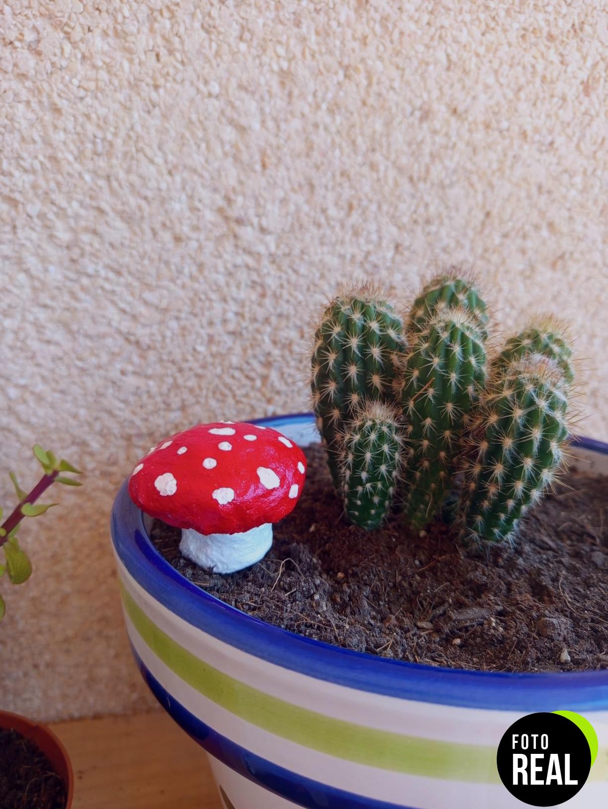 flower-sustrato-cactus-23x4x40cm-foto-1