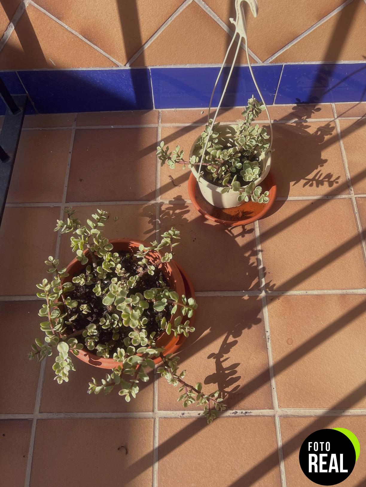 flower-sustrato-cactus-23x4x40cm-foto-3