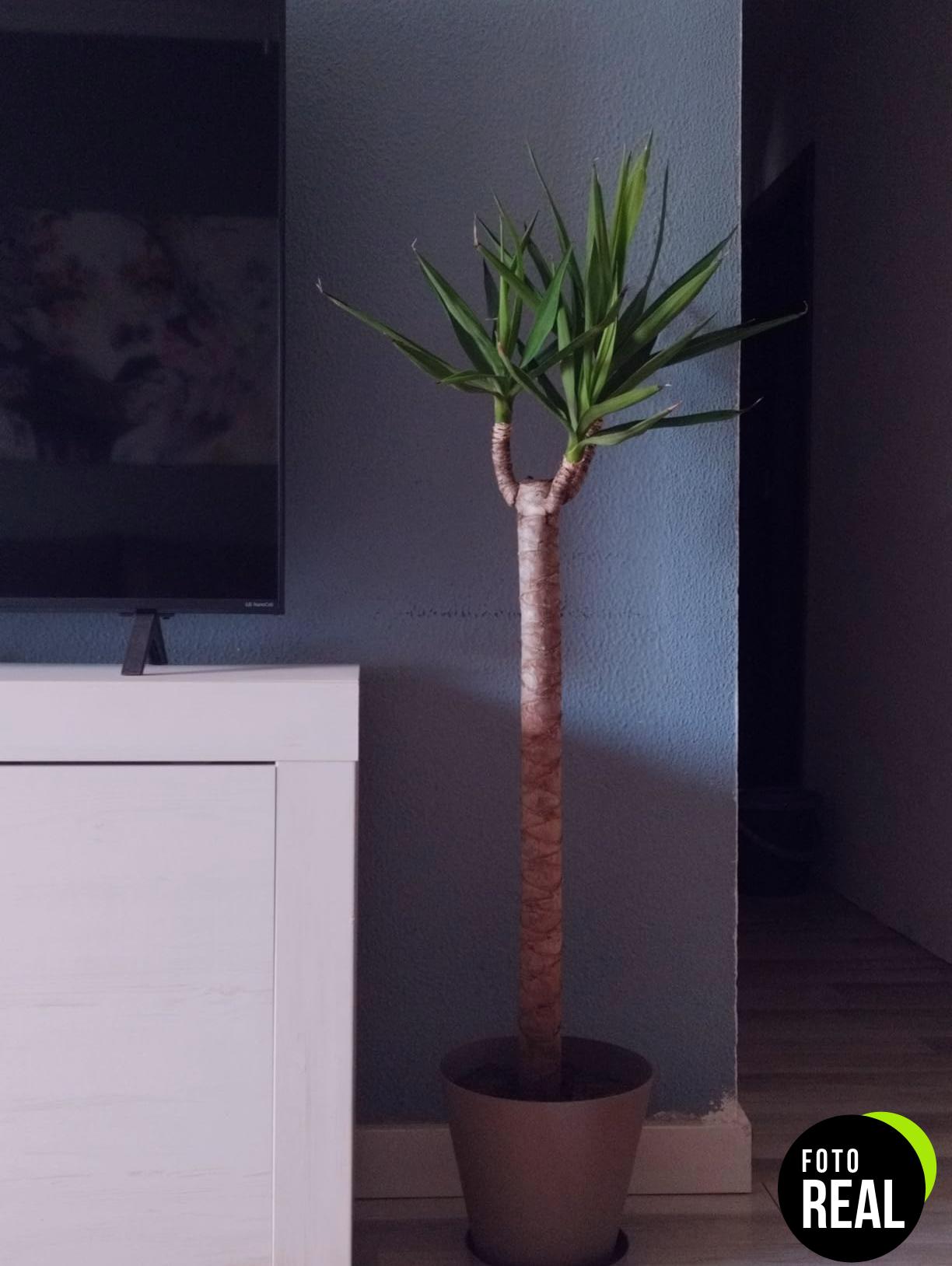flower-sustrato-plantas-verdes-10l-foto-1
