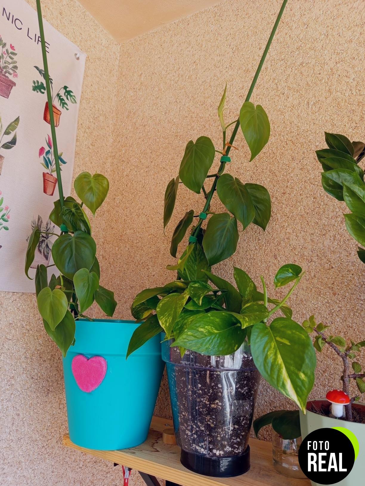 flower-sustrato-plantas-verdes-10l-foto-2