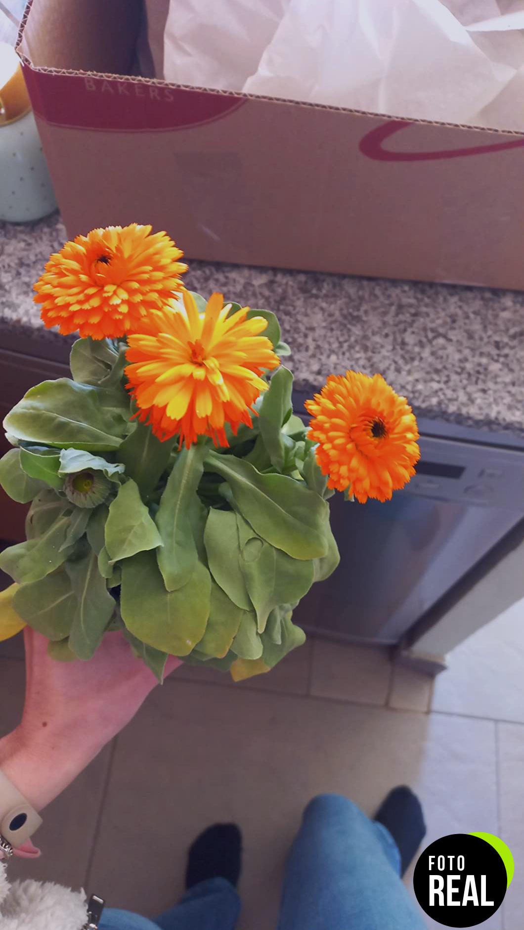 germisem-fiesta-gitana-semillas-calendula-1-25g-foto-2