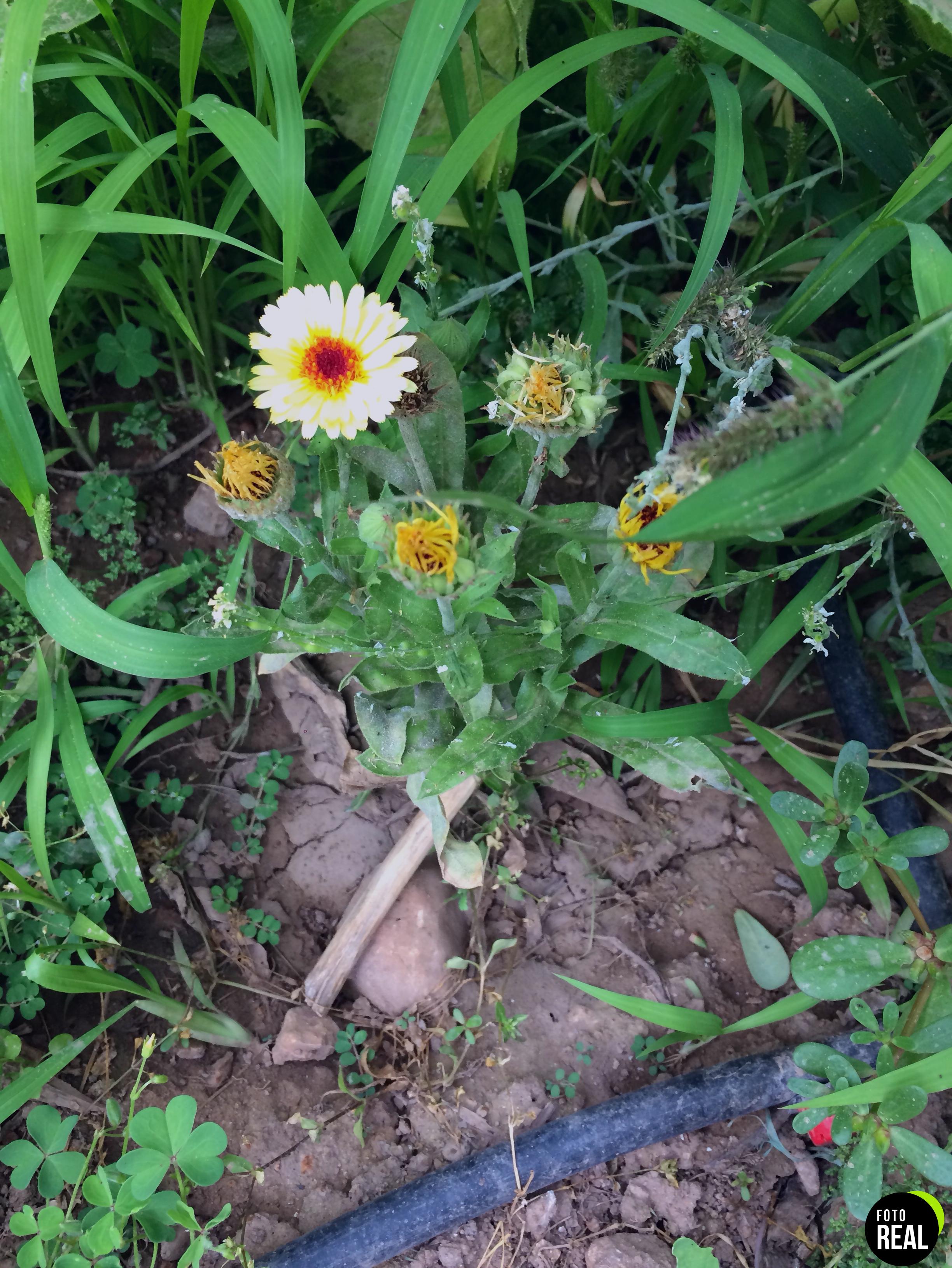 germisem-fiesta-gitana-semillas-calendula-1-25g-foto-3