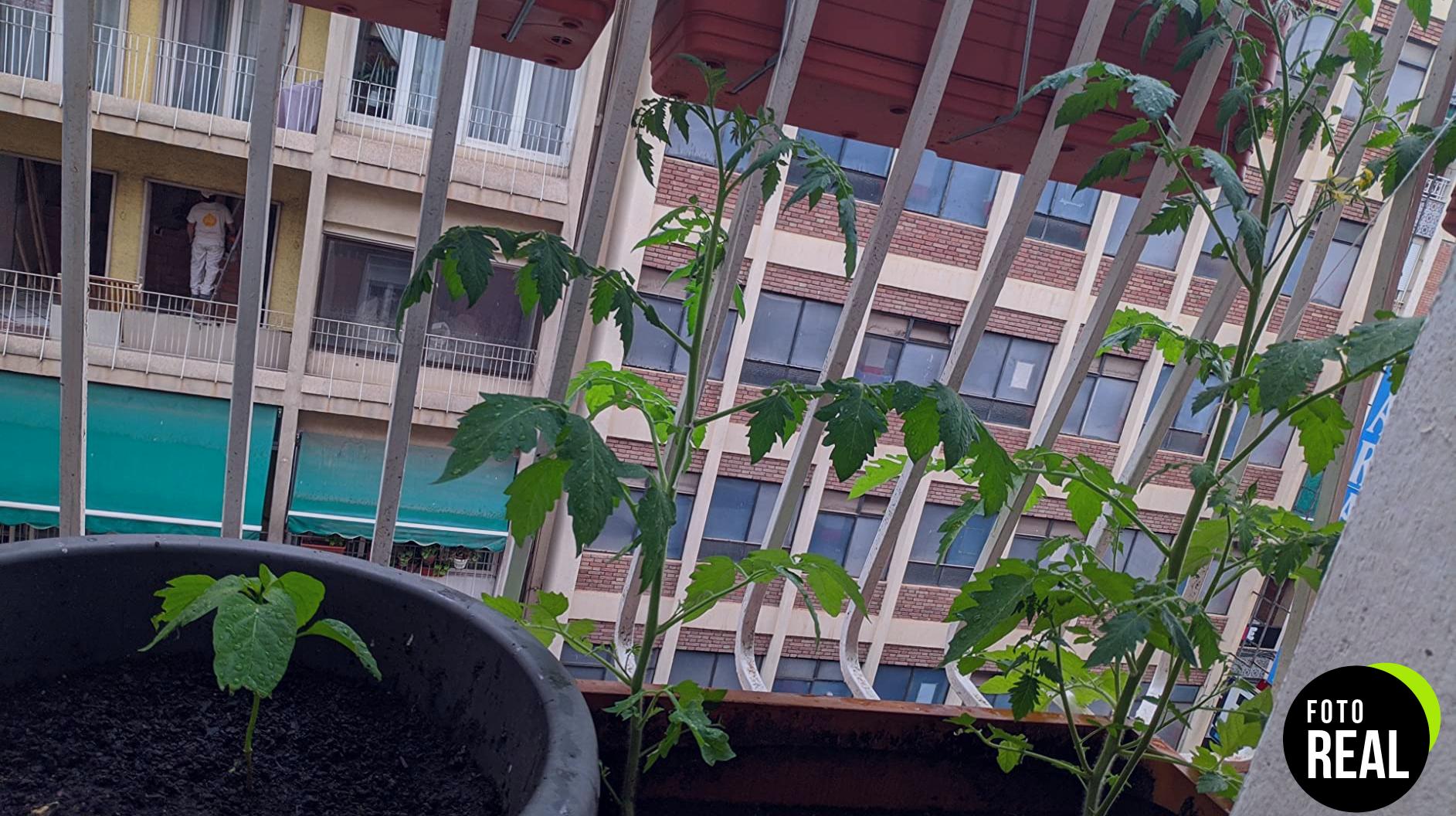 germisem-tomate-cereza-negro-20-semillas-foto-2