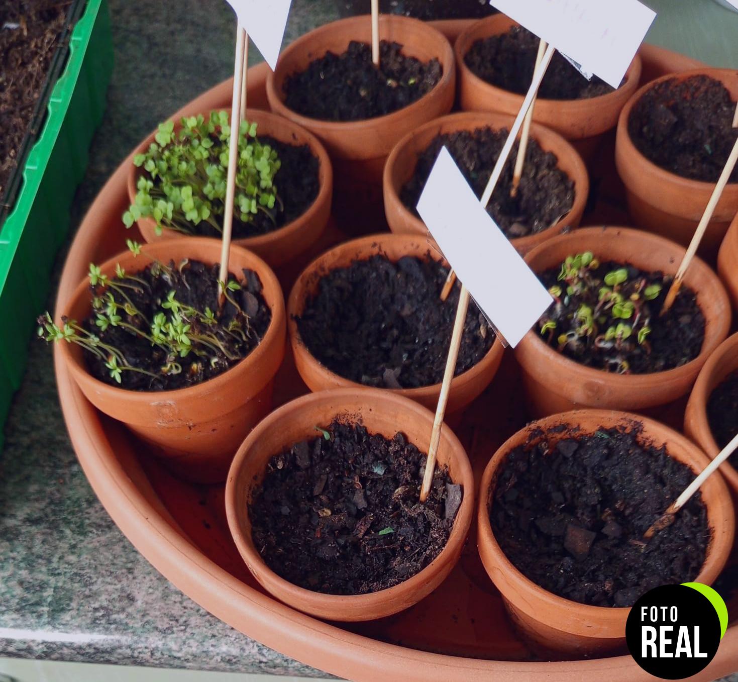 herbal-age-kit-huerto-urbano-12-vegetales-foto-2