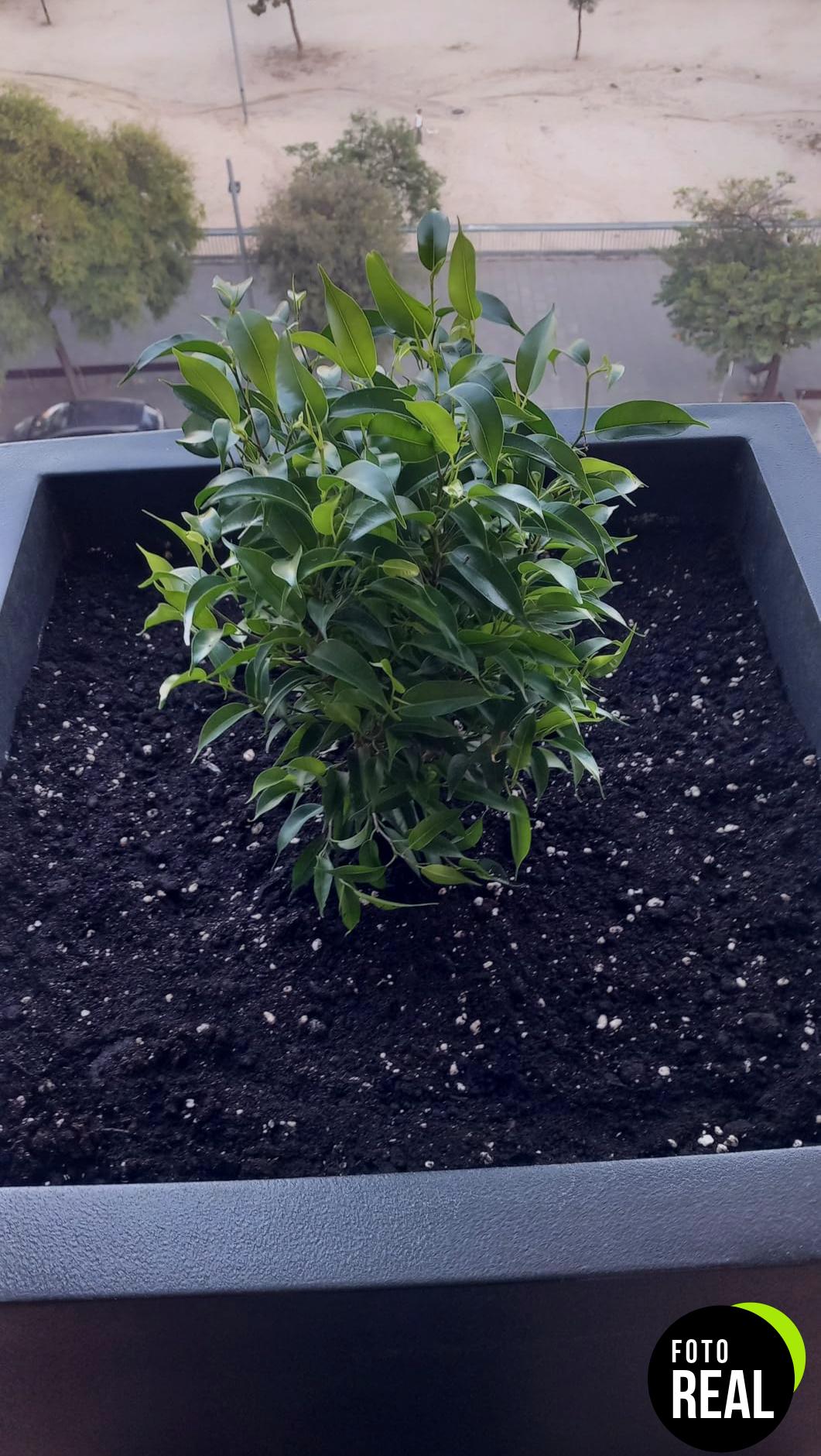higo-abedul-natasja-ficus-benjami-30cm-l-foto-1