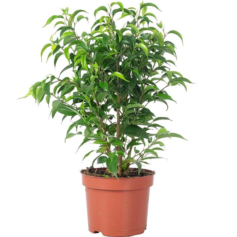 Mi opinión sobre el Ficus ‘Natasja’: fácil y bonito para casa.