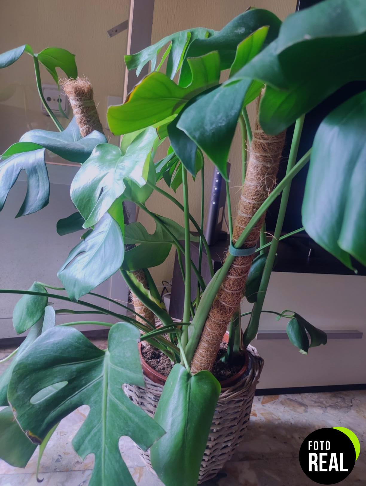 hisdricus-tutor-plantas-120cm-foto-1