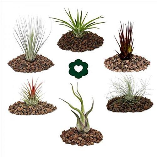 Mi opinión sobre las plantas de aire: Juego de 6 tillandsias.